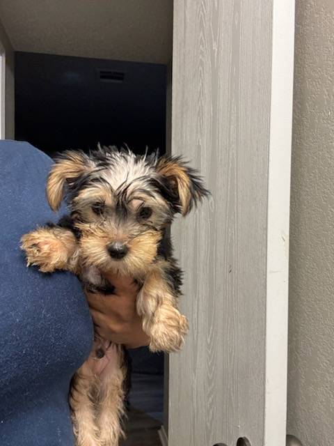Zippy-Yorkie image 1