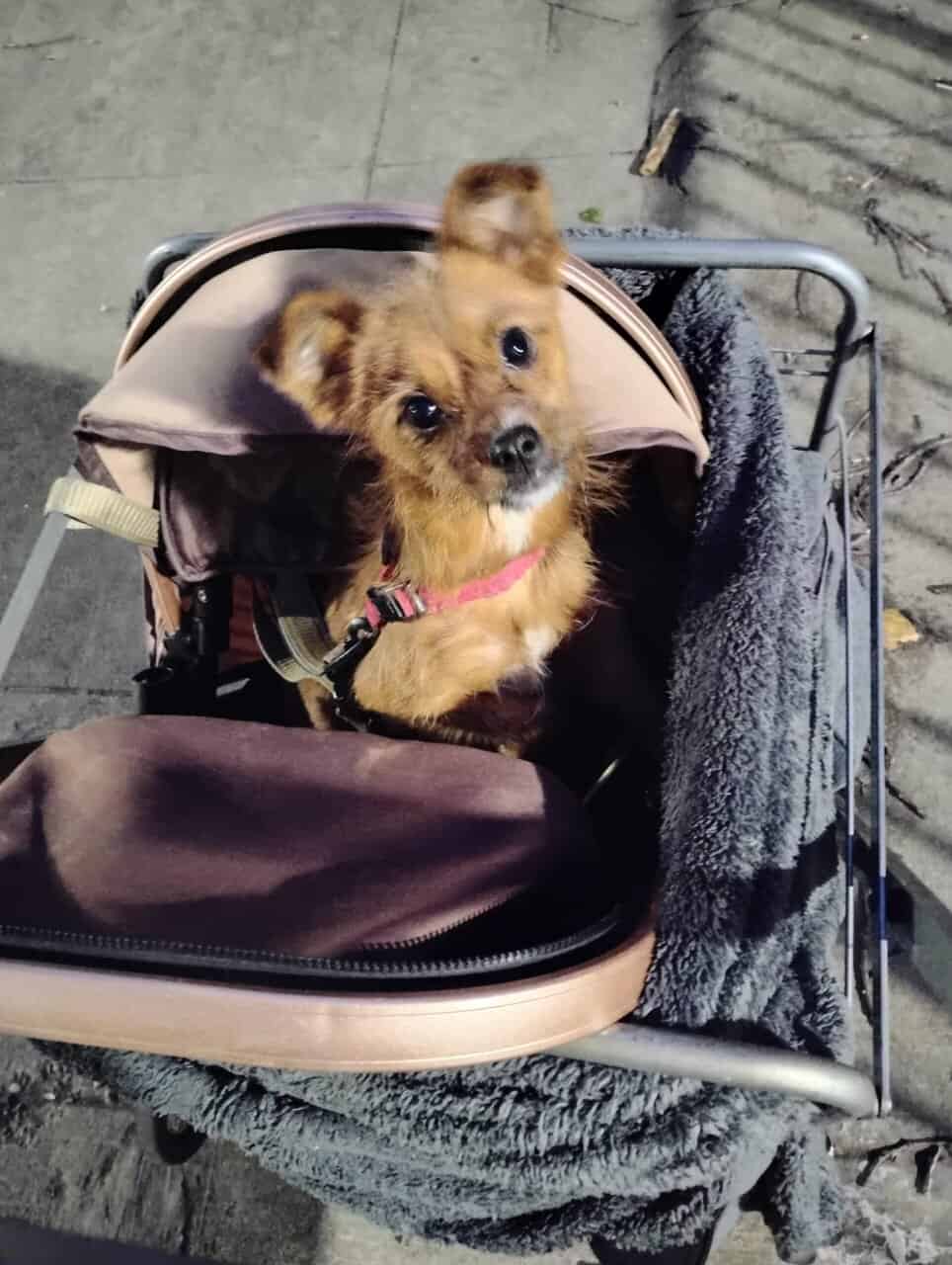 Cute puppy for sale image 2