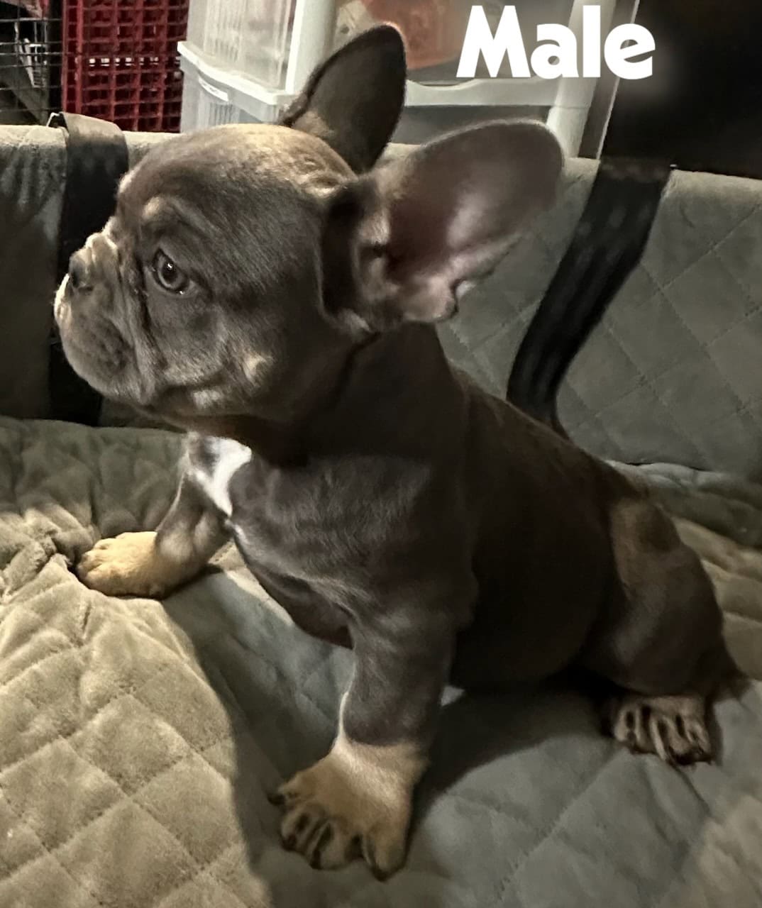 French Bulldogs AKC image 1