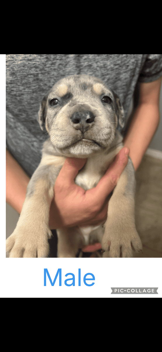 American Bullies image 2