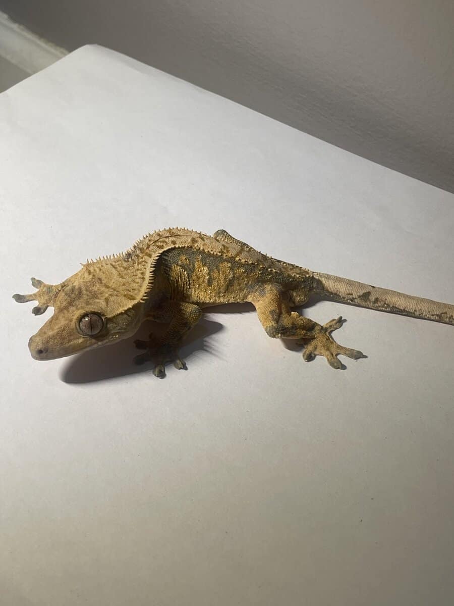 Crested Gecko male 21g image 5