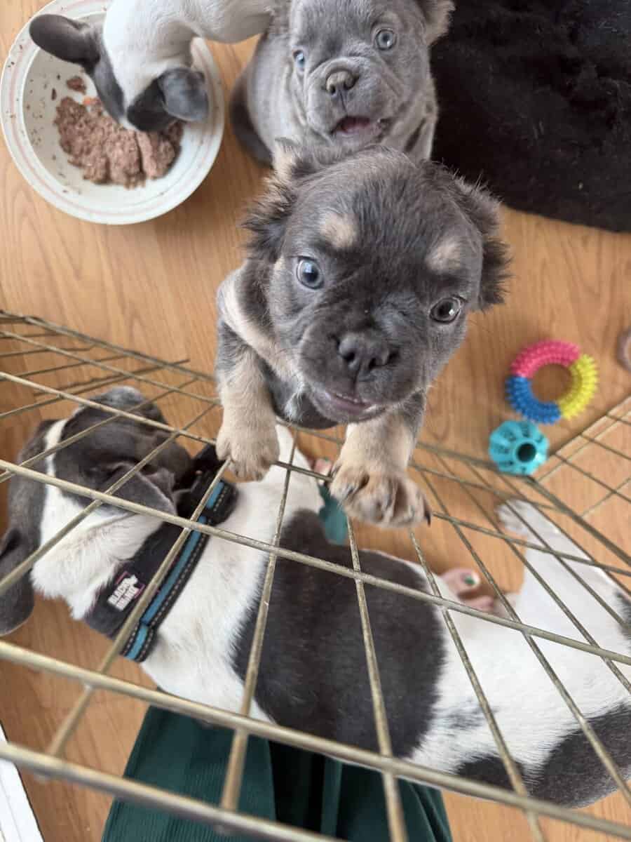 AKC female Fluffy French bulldog puppy image 6