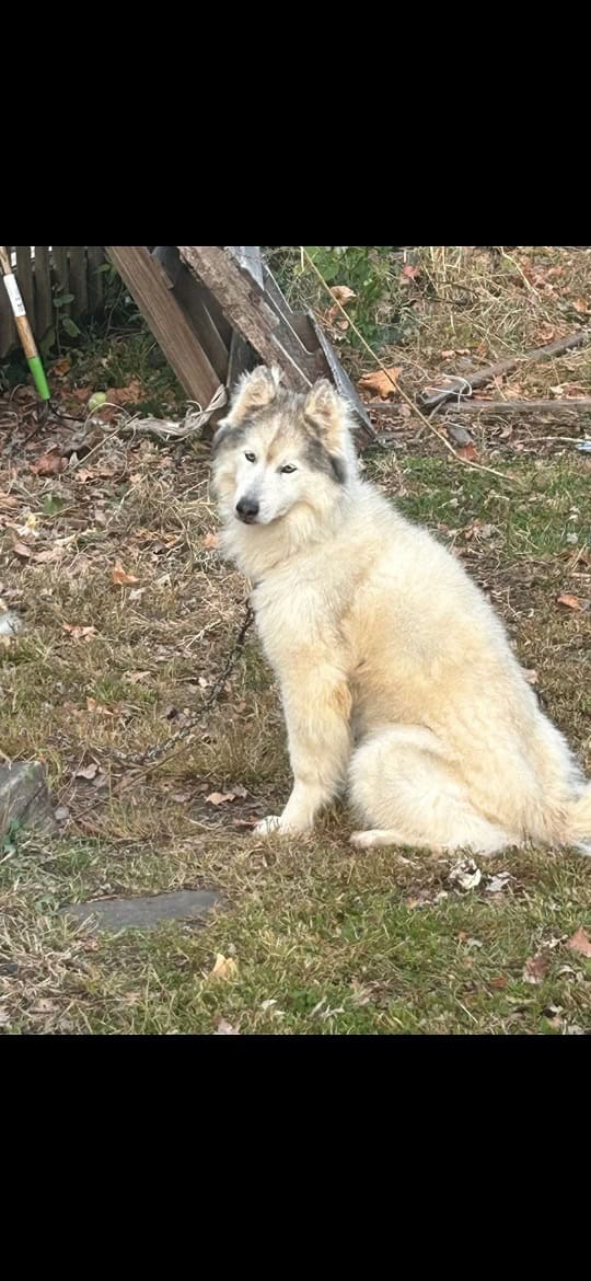 Husky Dog 35Lbs 8 years old. image 1