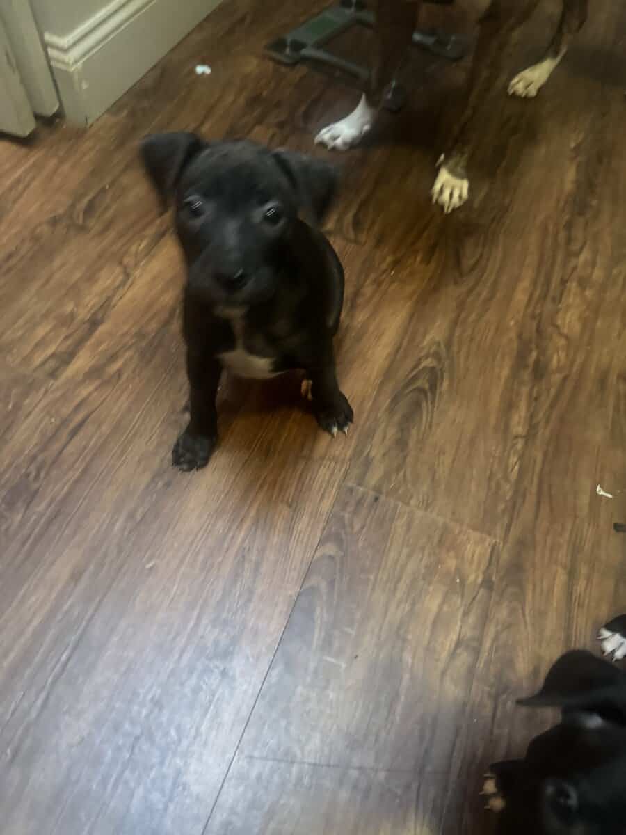 Pitbull Puppies image 19