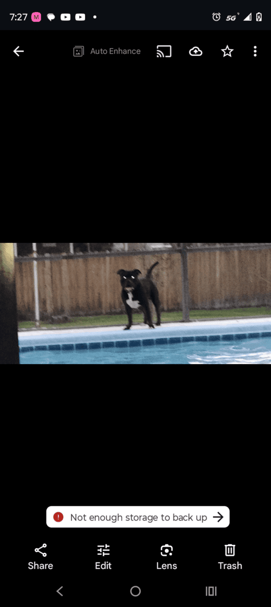 Adult Male Cane Corso image 1