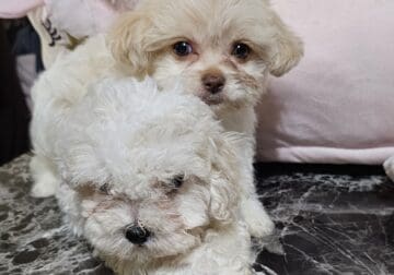 Thanksgiving pups 🐾🦃