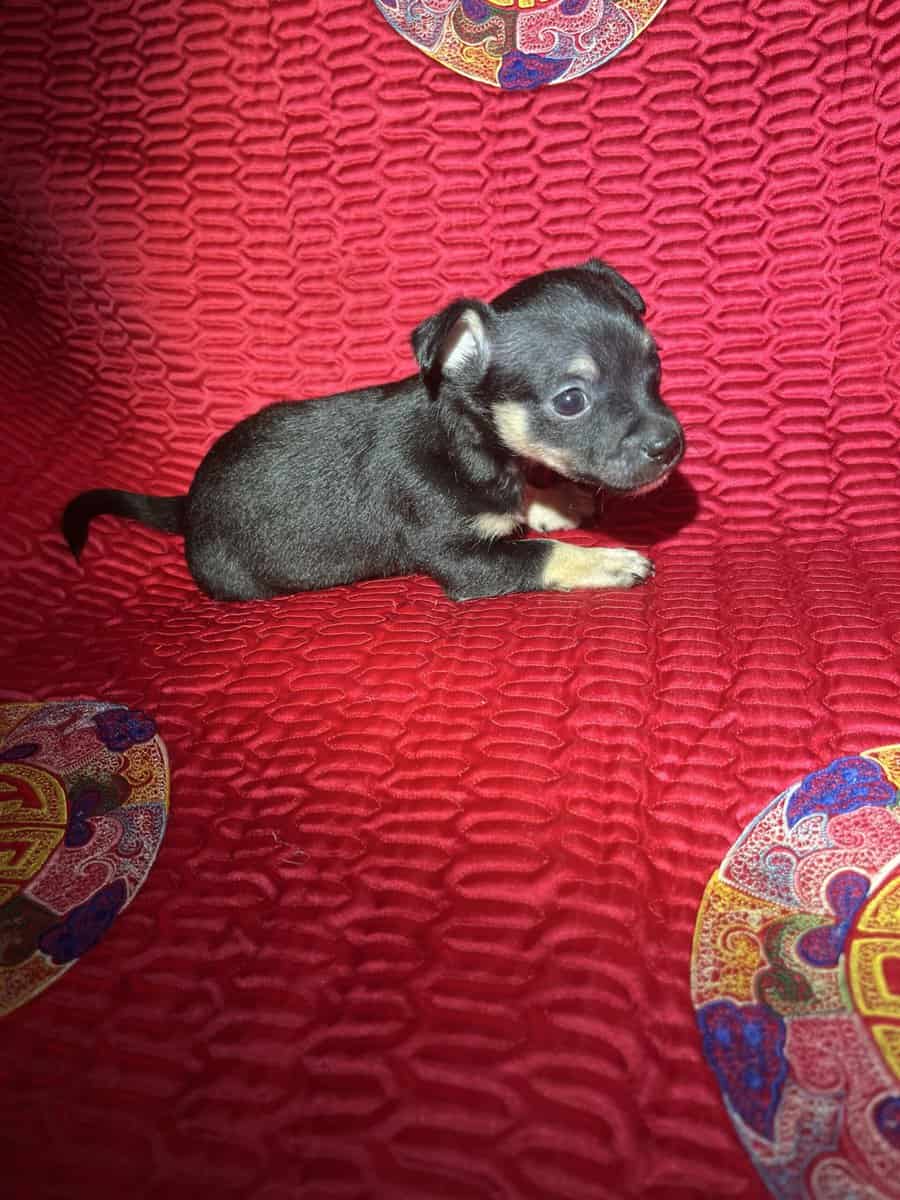 Chihuahua Puppies image 2