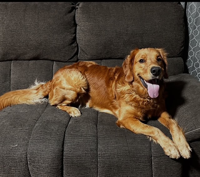 AKC Golden Retriever male image 3