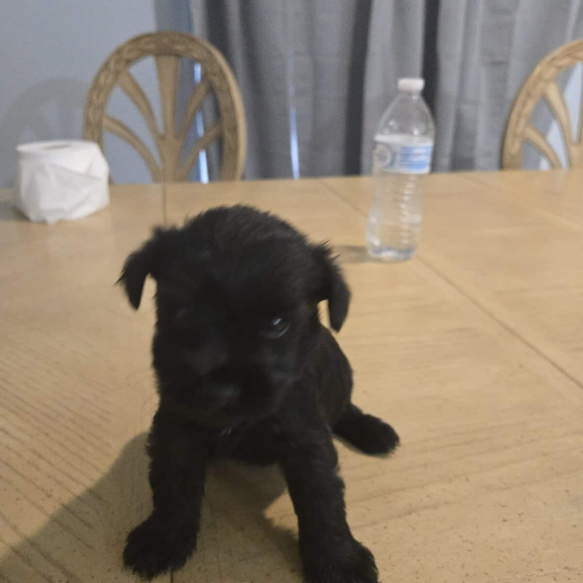 Miniature Schnauzer puppies image 3