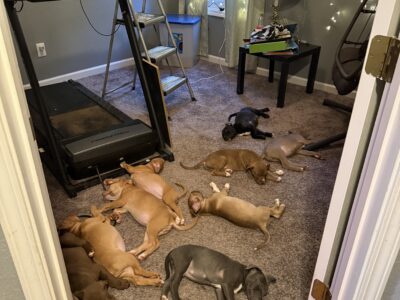 Pitbull Terrier/Pitshi