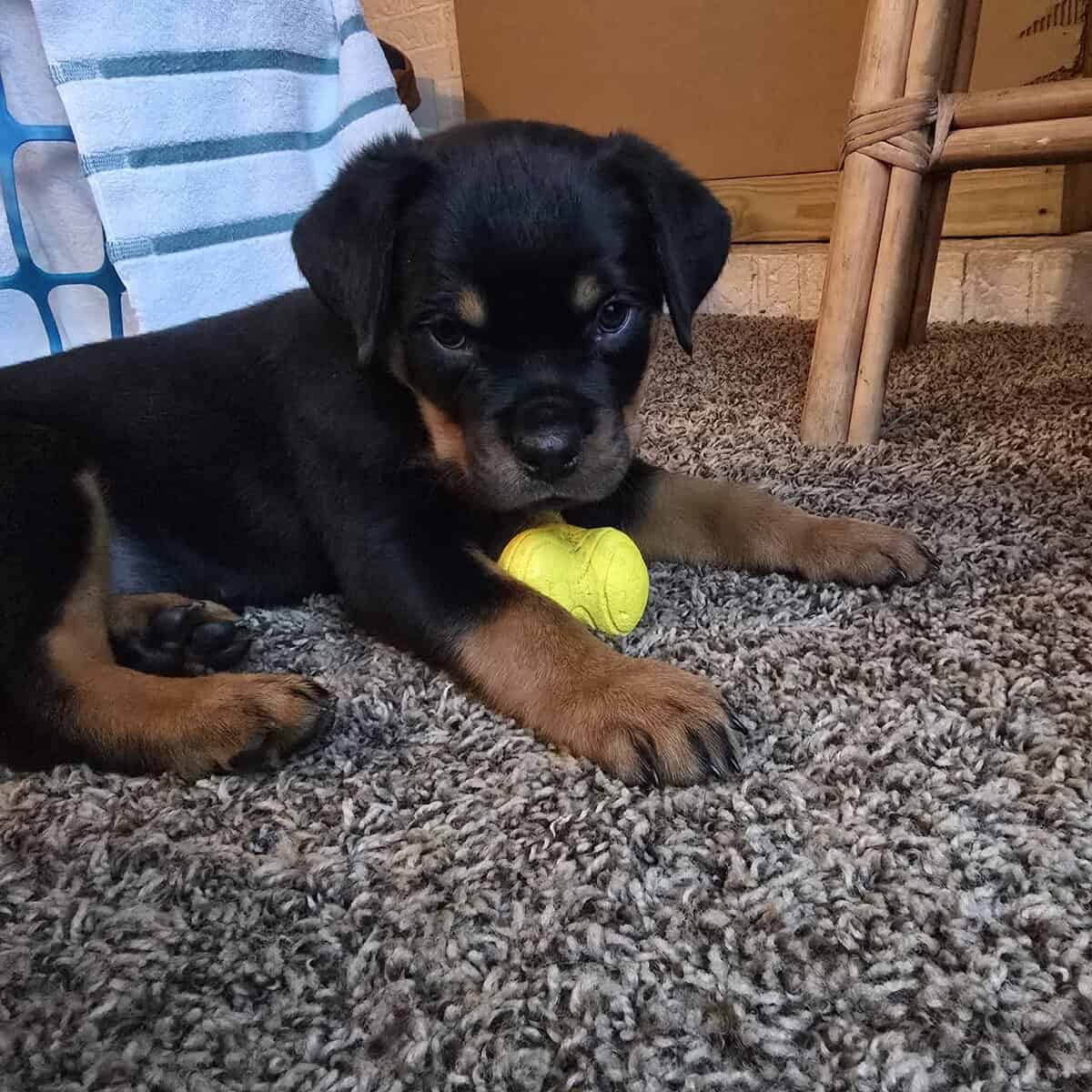 Playful loveable Rottweiler puppies image 7