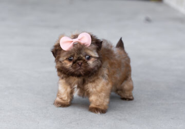 Shih Tzu female puppy in Indiana