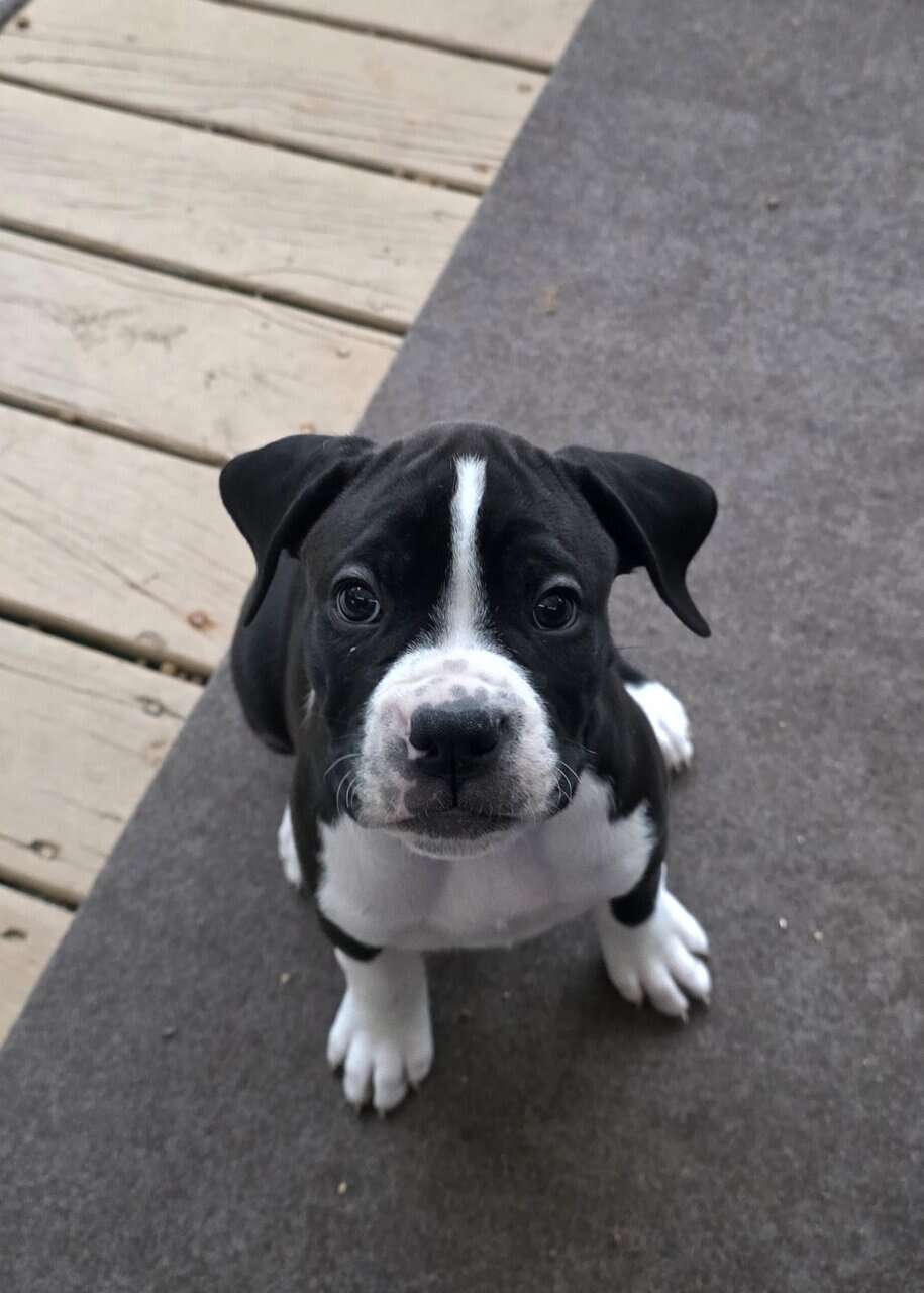 Boxer Puppies image 4