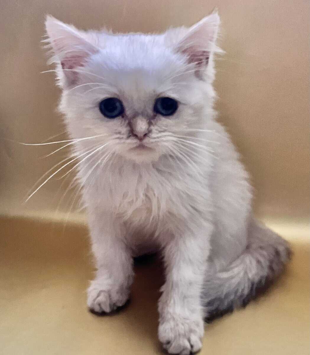 British Shorthair | Phoenix az image 2