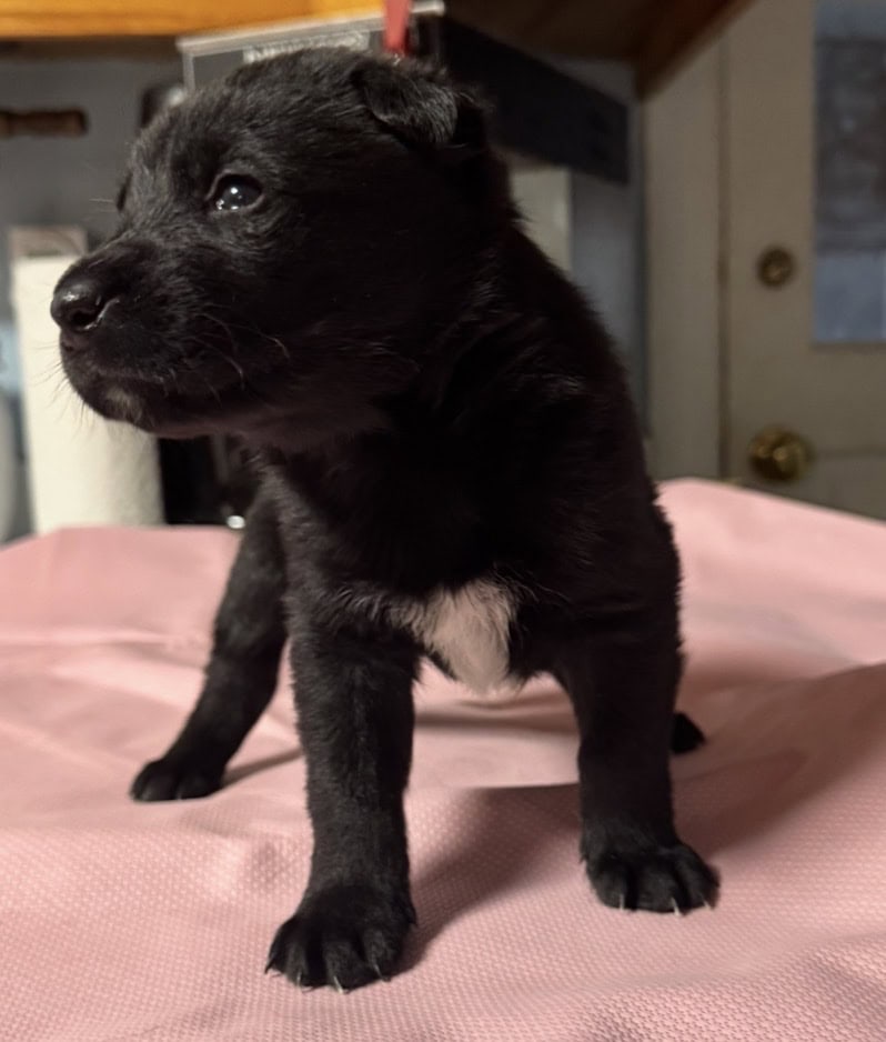 Belsky Puppies image 2