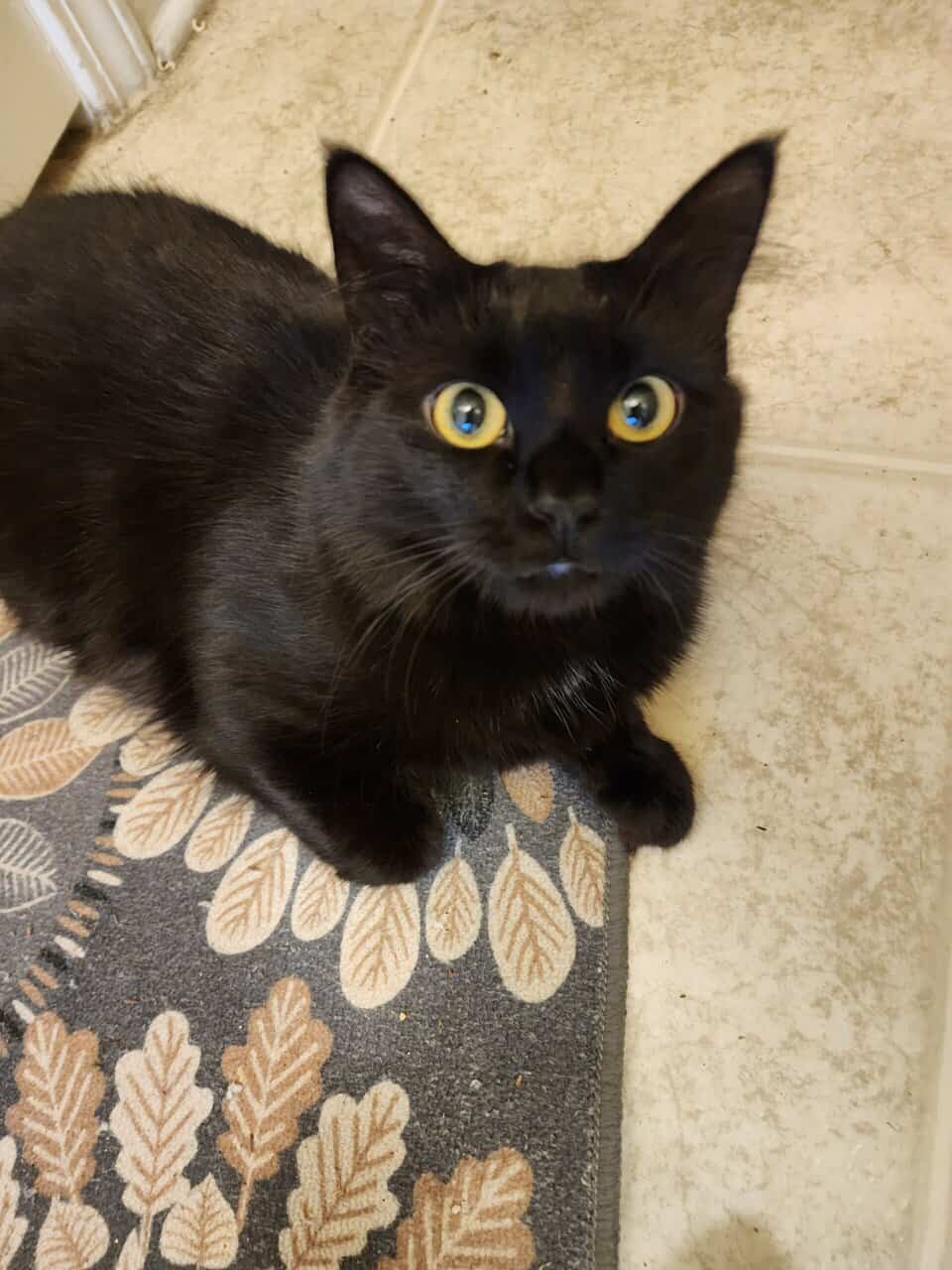 Rehome cat #2 image 1