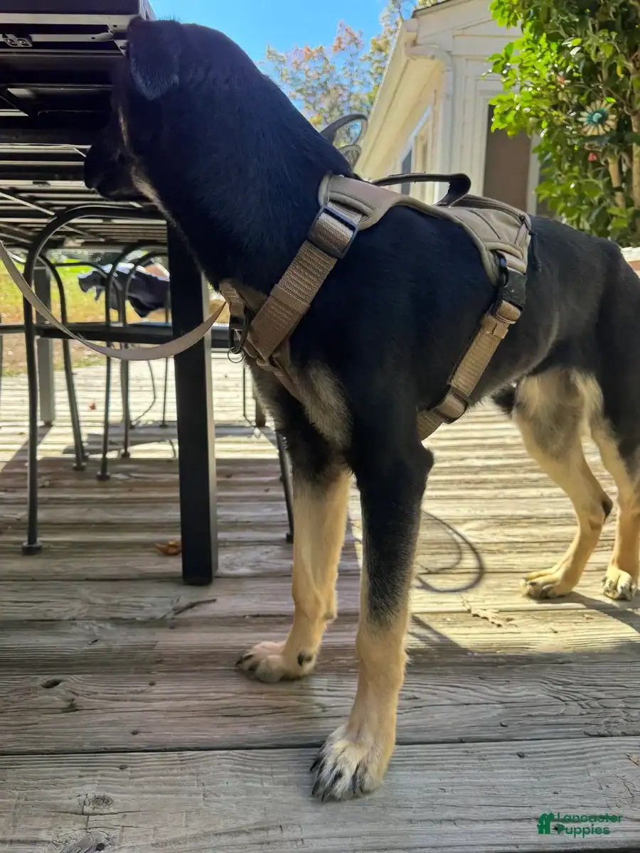 Belsky Pup image 4