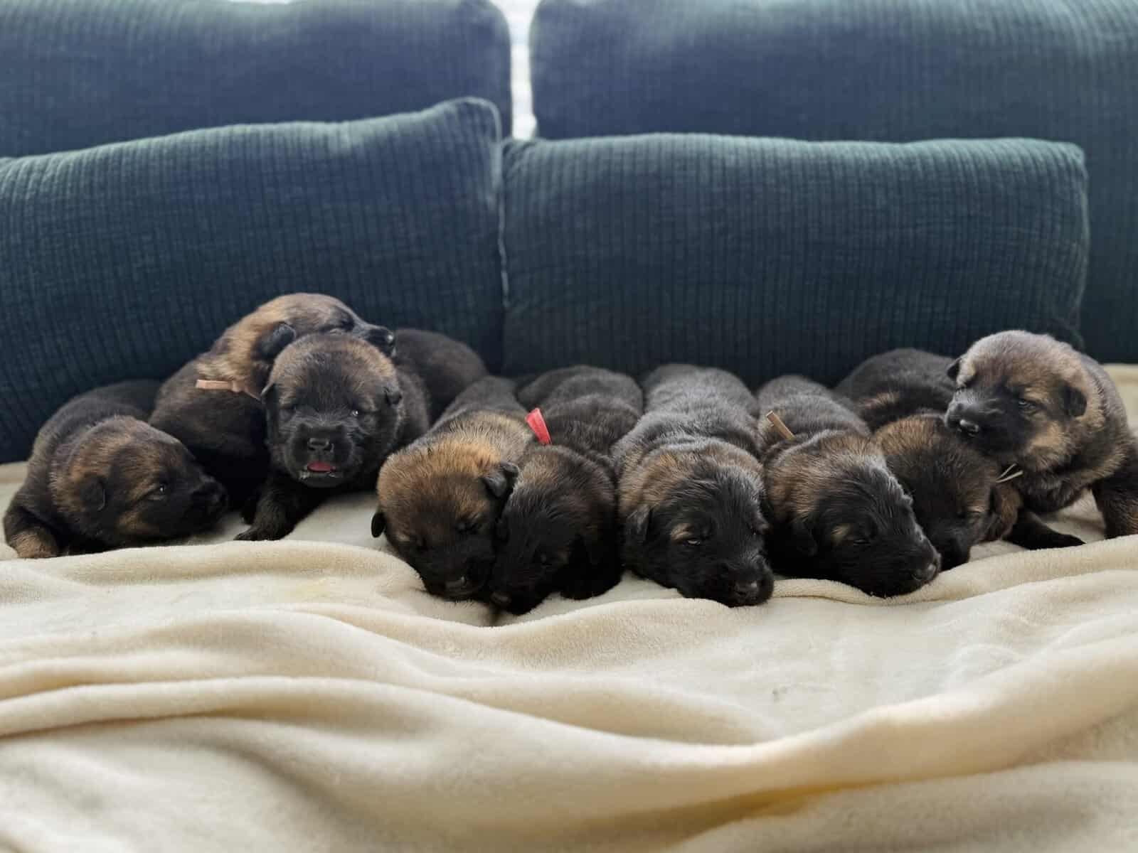 AKC Registered, Top Pedigree, Working GSD Puppies image 2