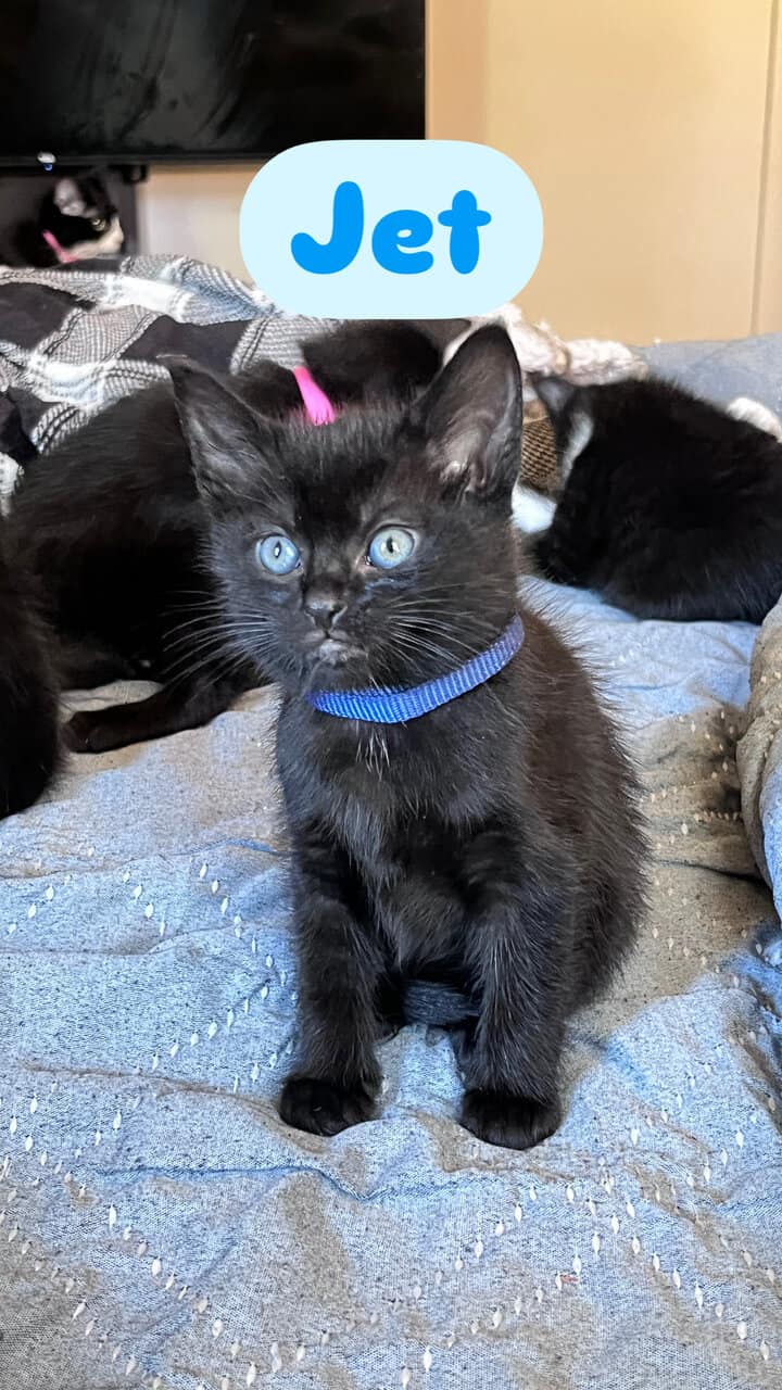 Cat and kittens need rehoming can be sold sep. image 3