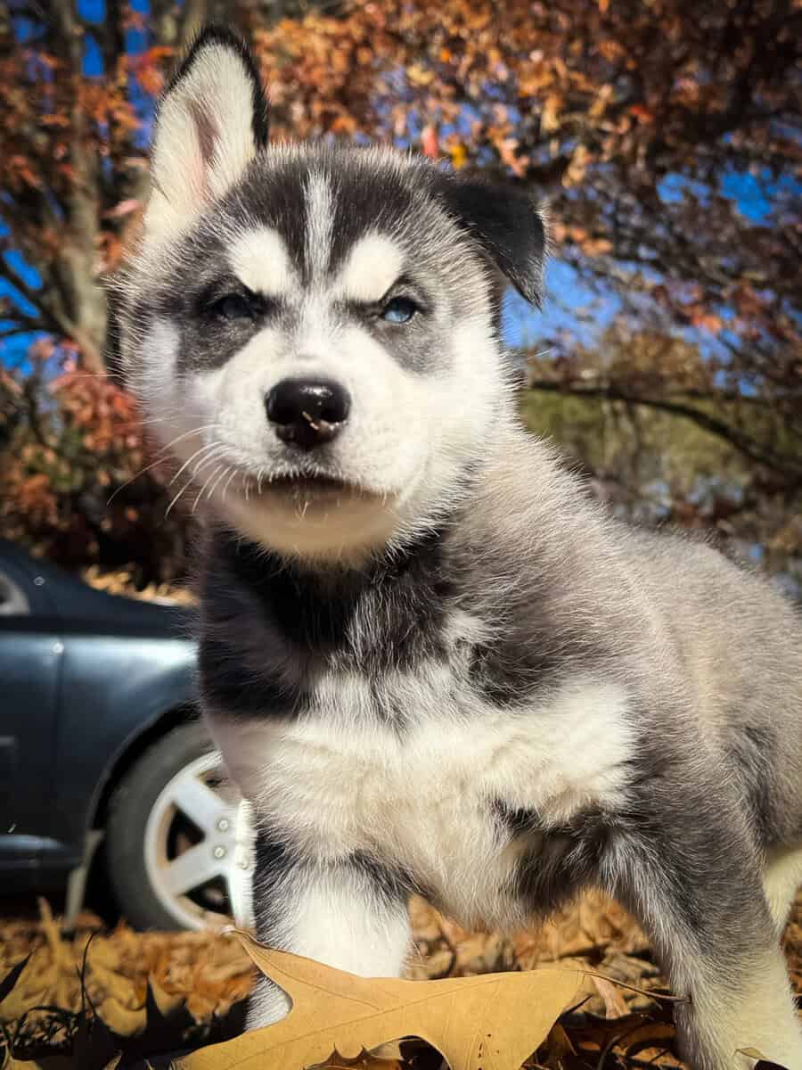 Purebred male Husky image 3