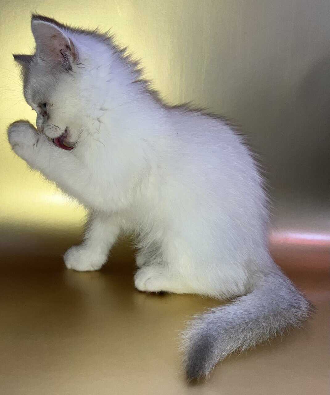 Silver chinchilla British shorthair female wcf image 8