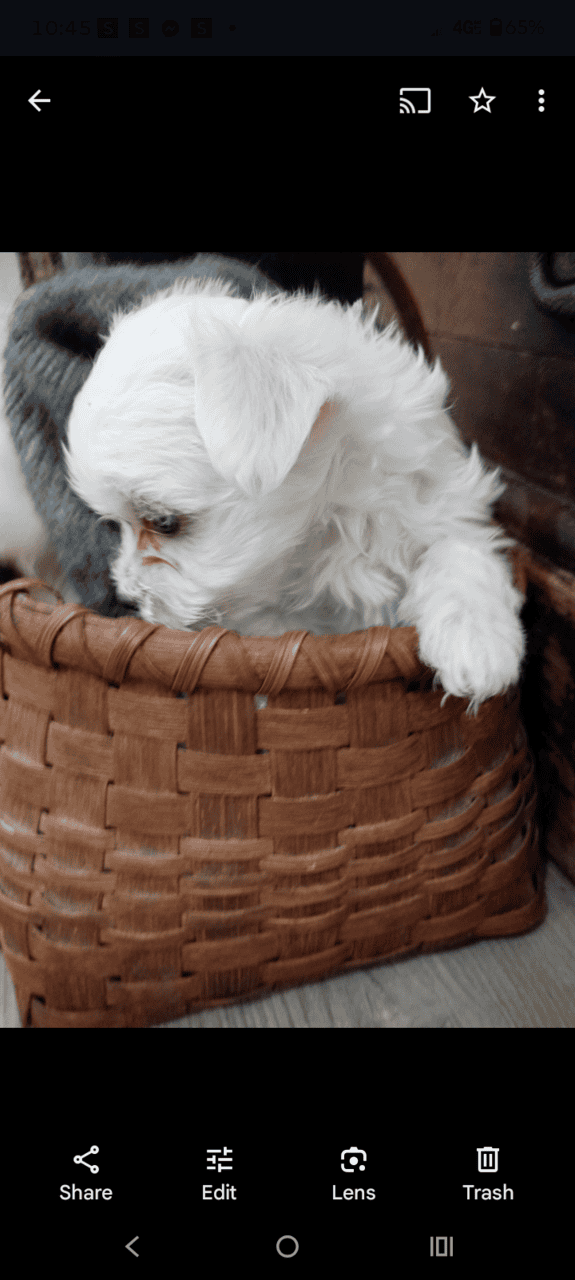 Maltese Holiday Puppies Available image 4