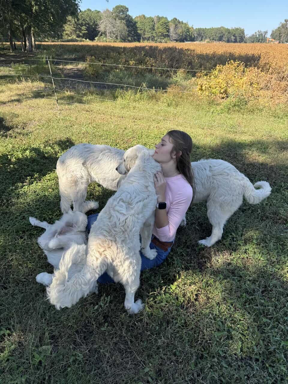 Great Pyrenees image 1