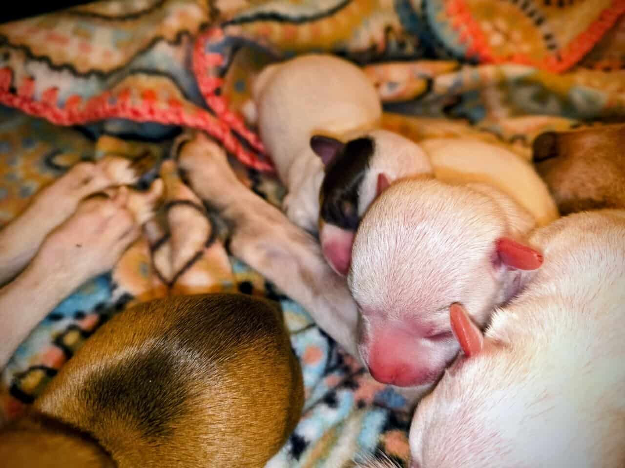 TOY Chihuahua Puppies – Ready Christmas Eve! ✨🎄 - image 7