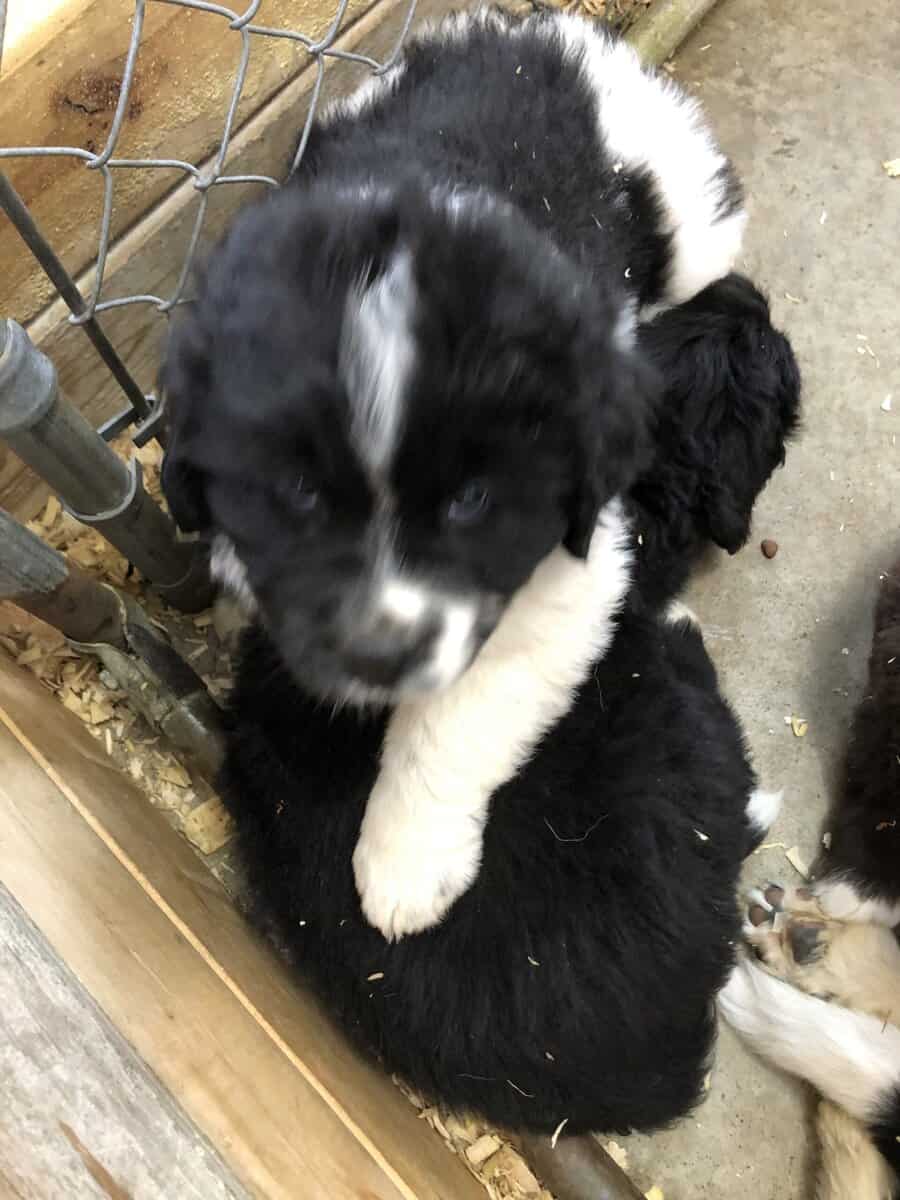Puppies for sale image 1
