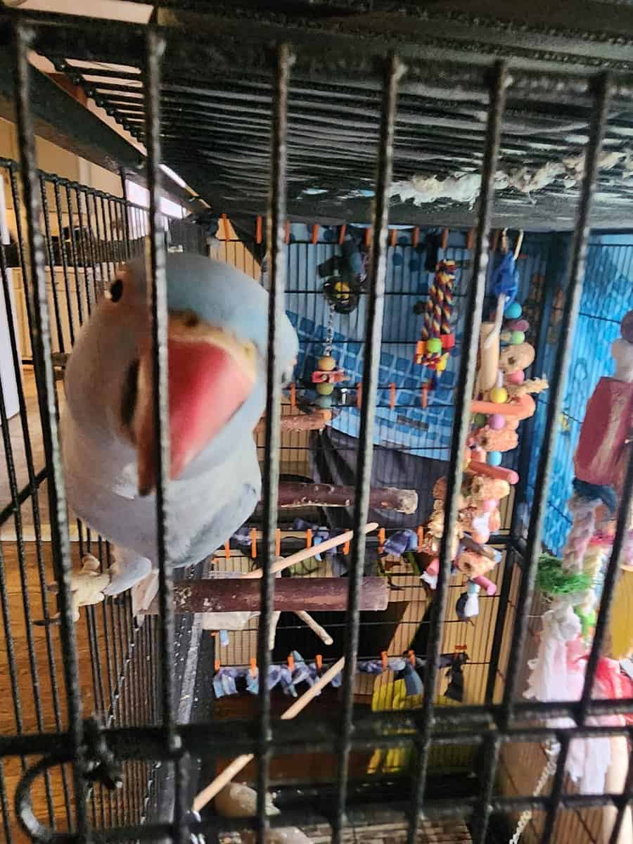 2yr old Cobalt blue indian ringneck image 3