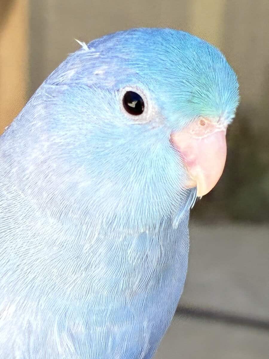 100% Tame Parrotlet image 1
