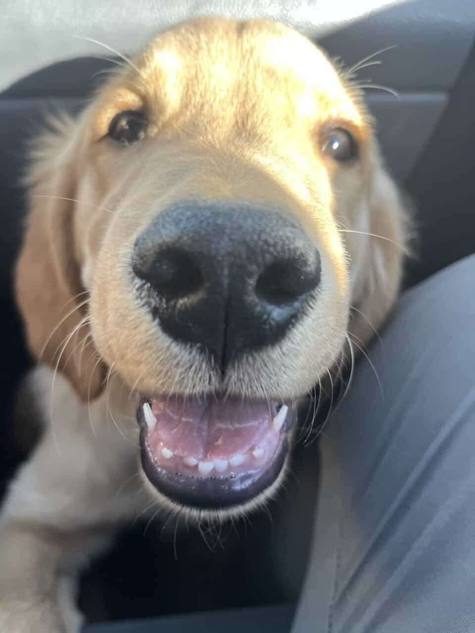AKC Trained Golden Retriever image 3