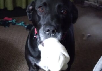 Female Lab mix free to good home