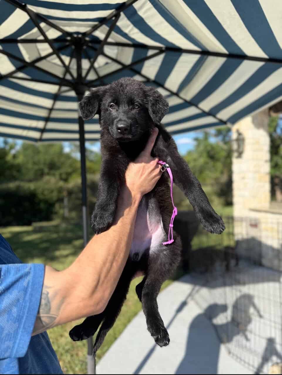 Black German Shepherd puppies 9-wks image 3