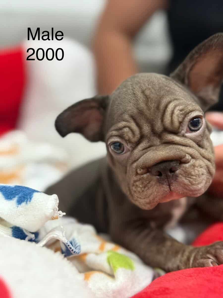 French bulldog for sale image 7