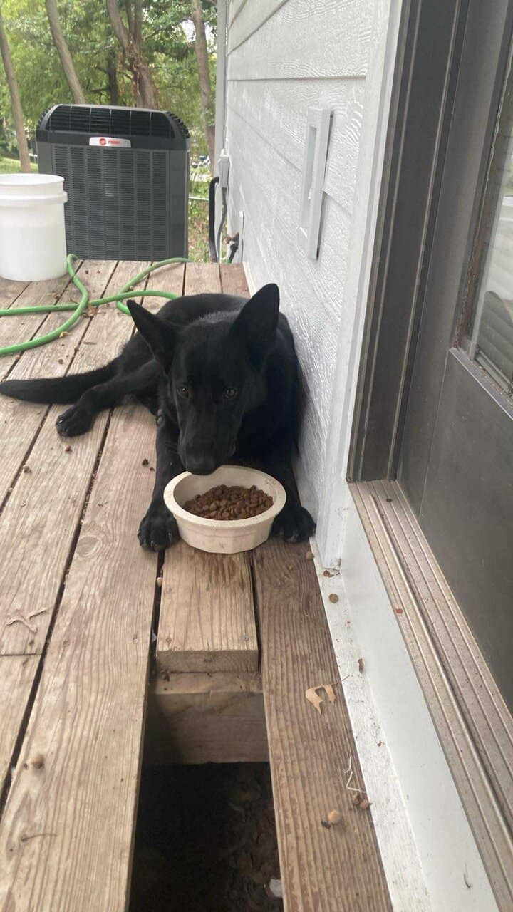 All Black 8 month pure breed Germ Shepherd image 1