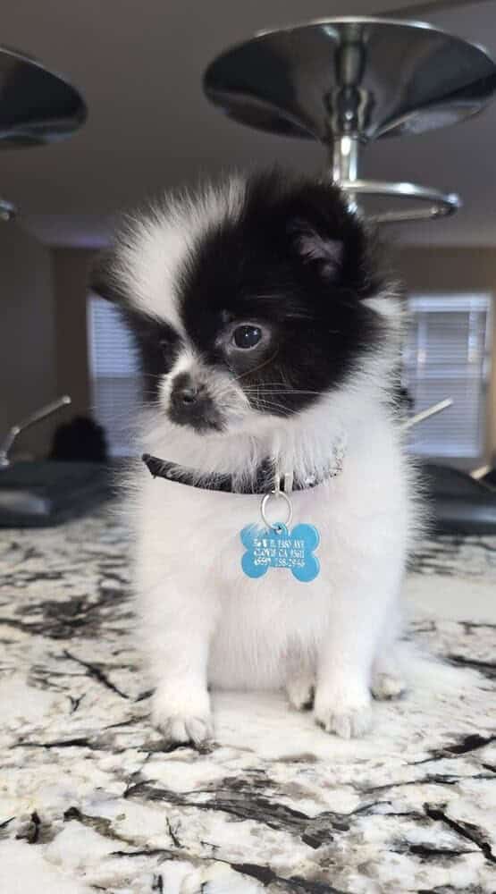 Pomeranian puppy image 1