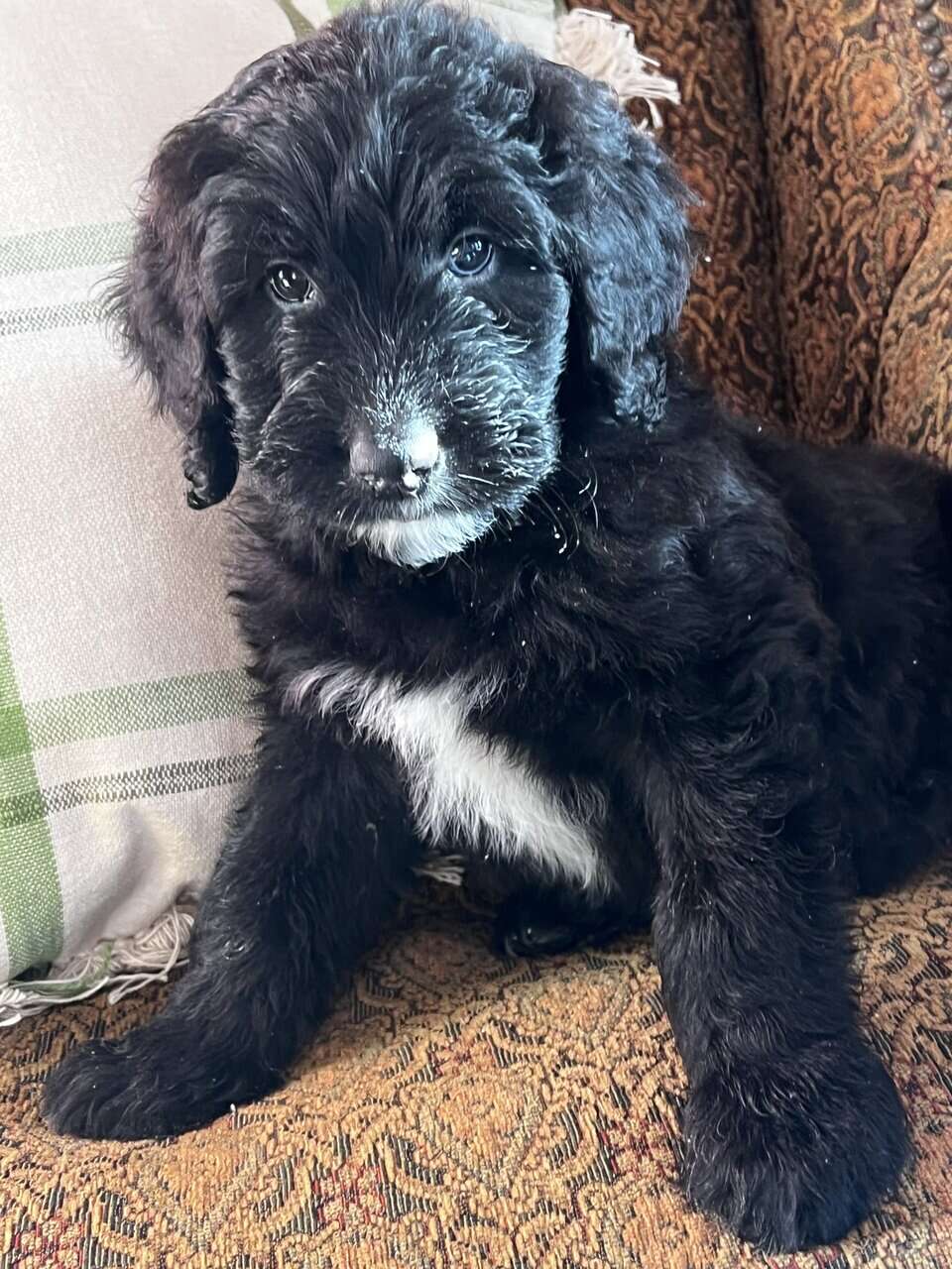 Goldendoodles Puppies for Adoption - 8 weeks old image 4