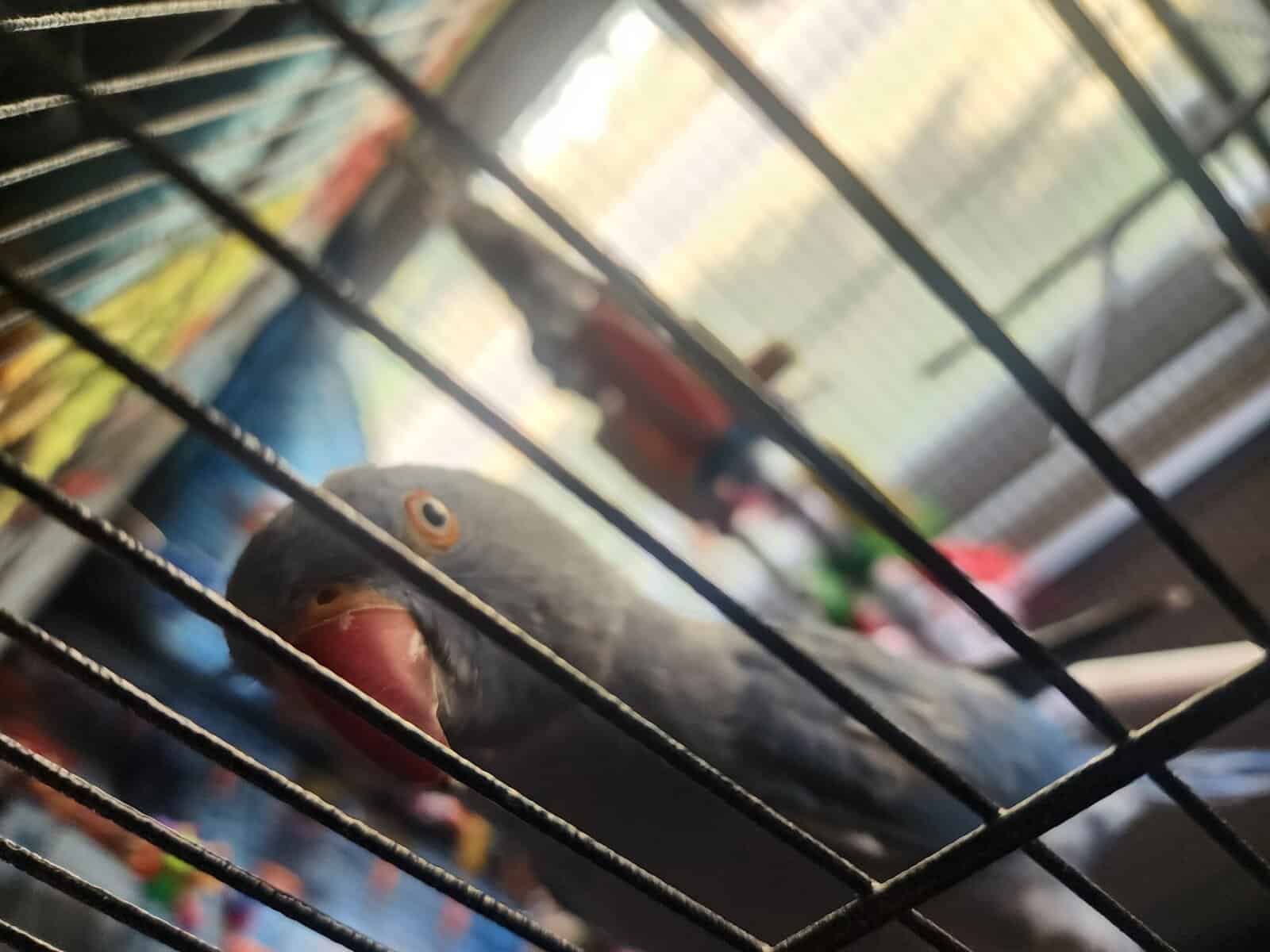 2yr old Cobalt blue indian ringneck image 6