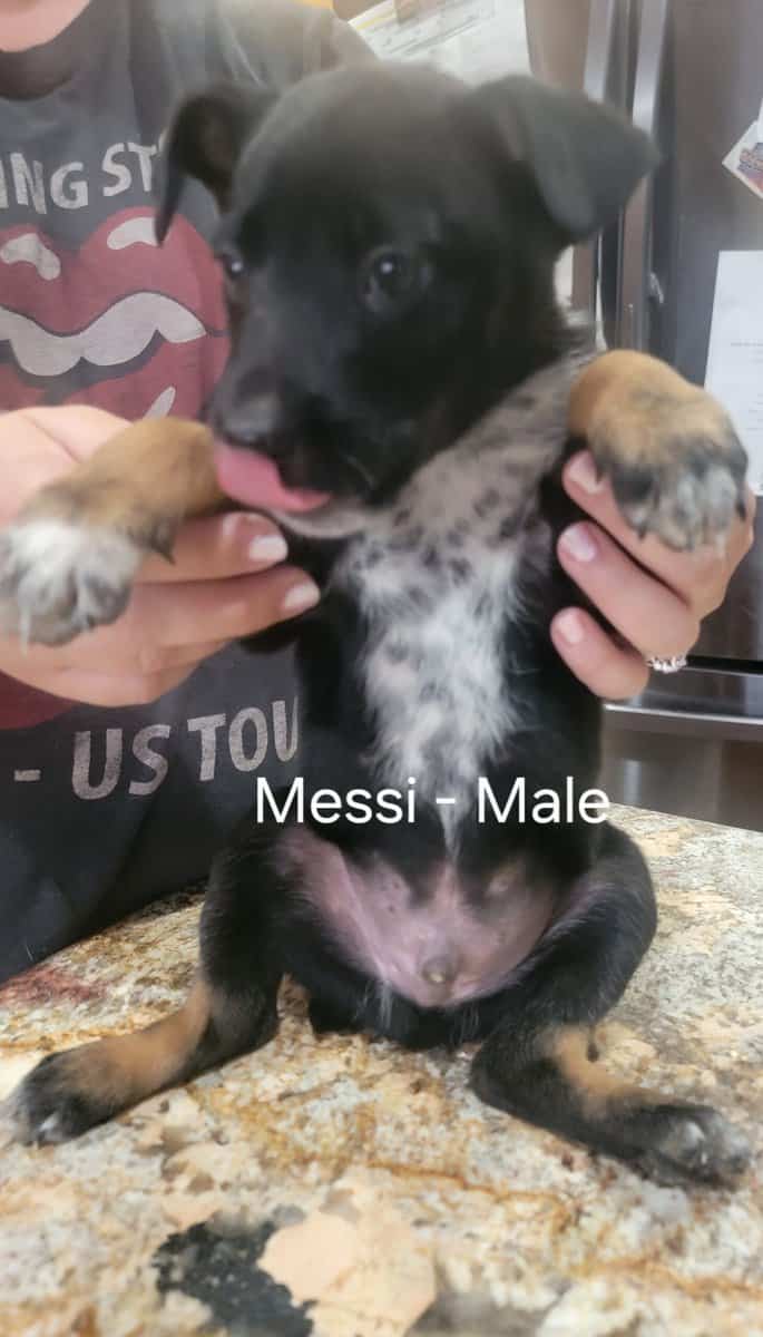 Belgian Malnois/Australian Cattle Dog Hybrid image 5