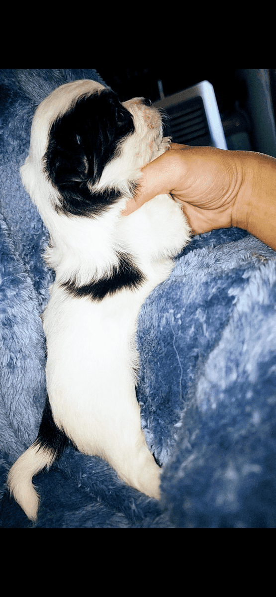 Longhair teacup chihuahua image 2