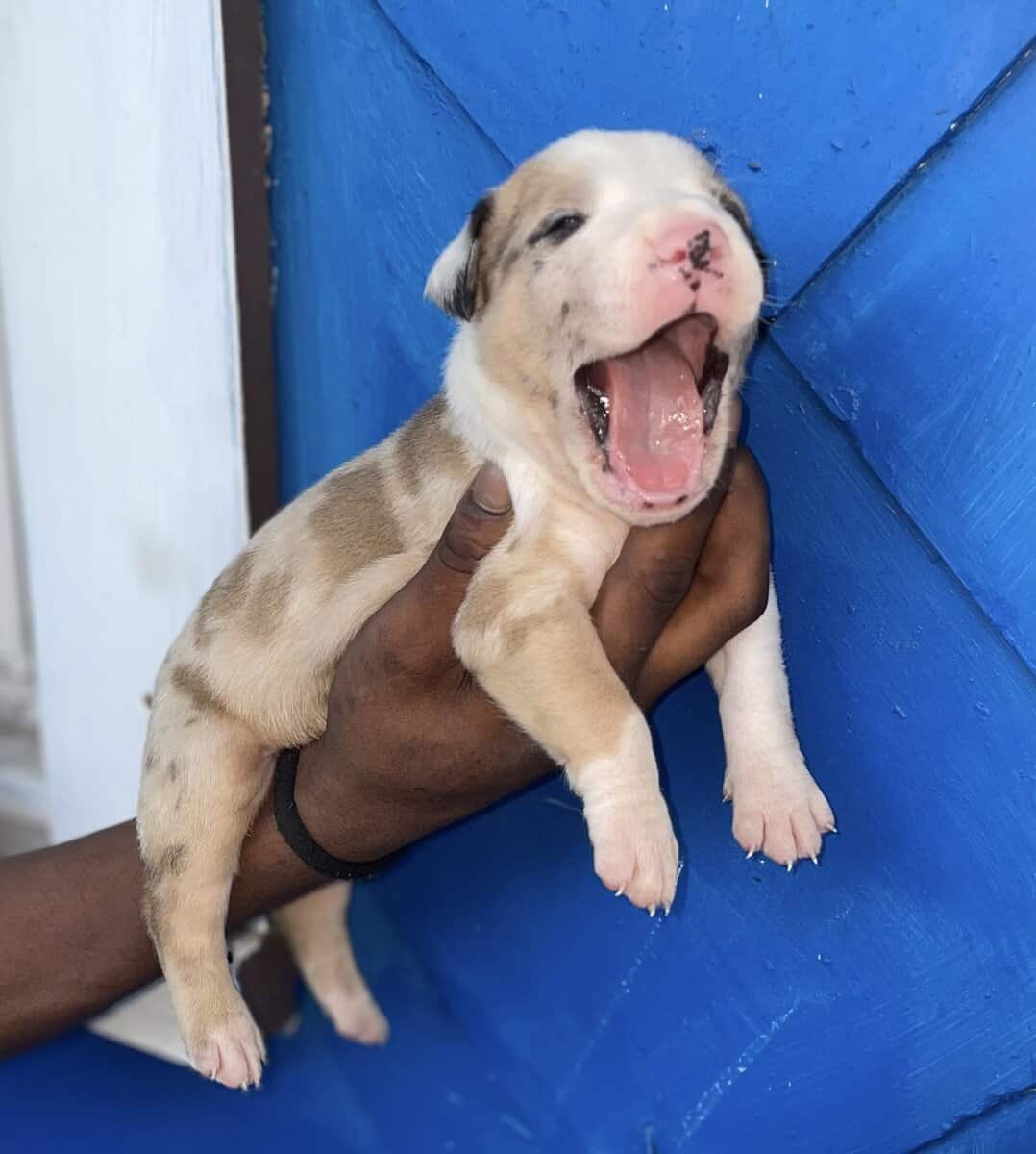 Merle American Bully Puppies for sale image 6