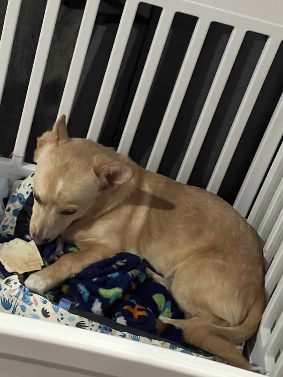 Chihuahua and corgi mixed image 1