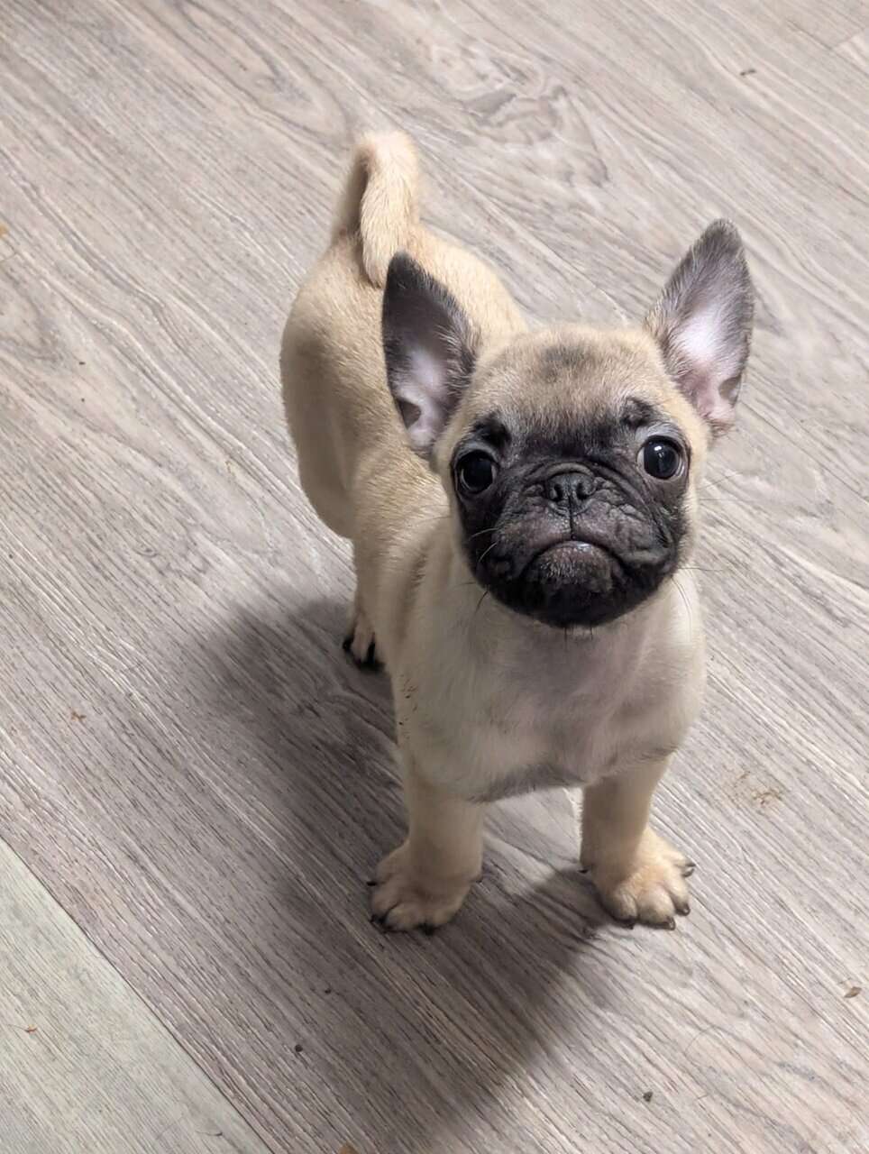 Adorable Frugs image 1