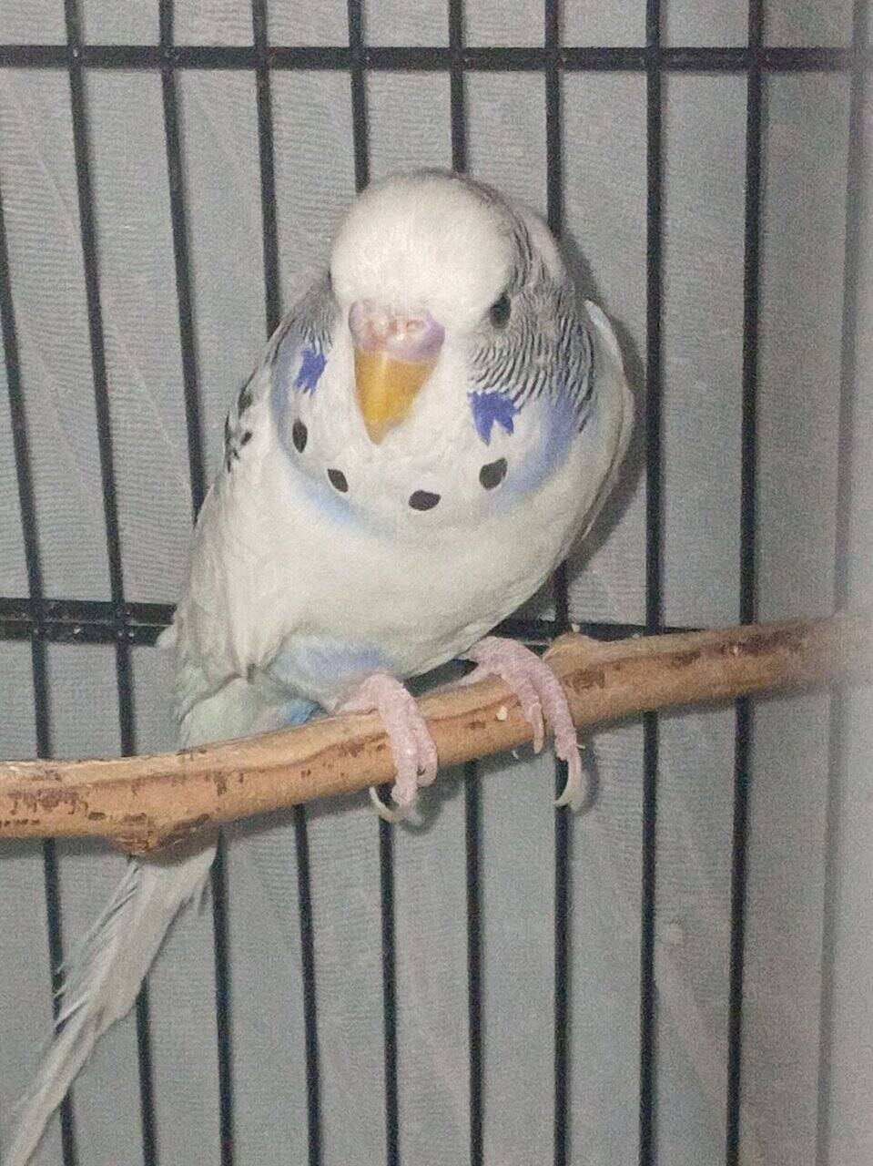 (Unavailable) White and blue mutation budgies image 5