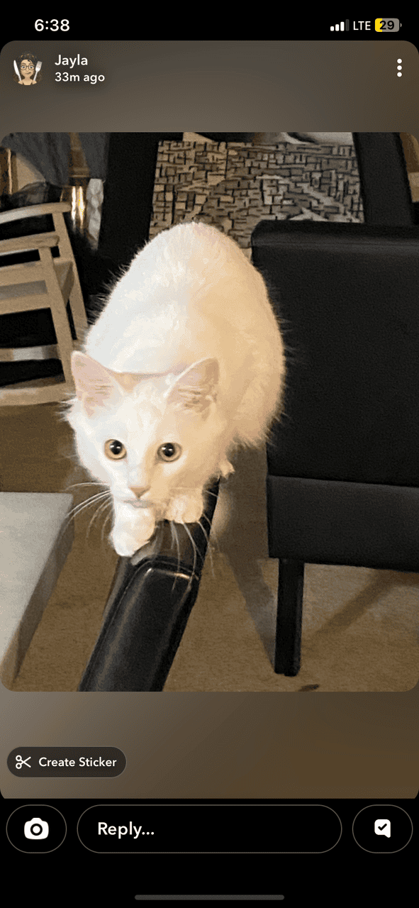Pure White Kitten For Sale image 1