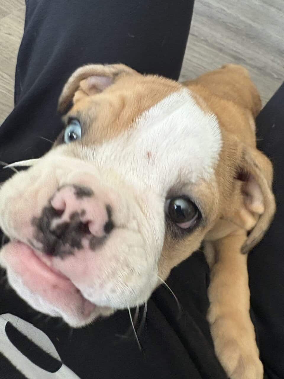 English bull dog image 2