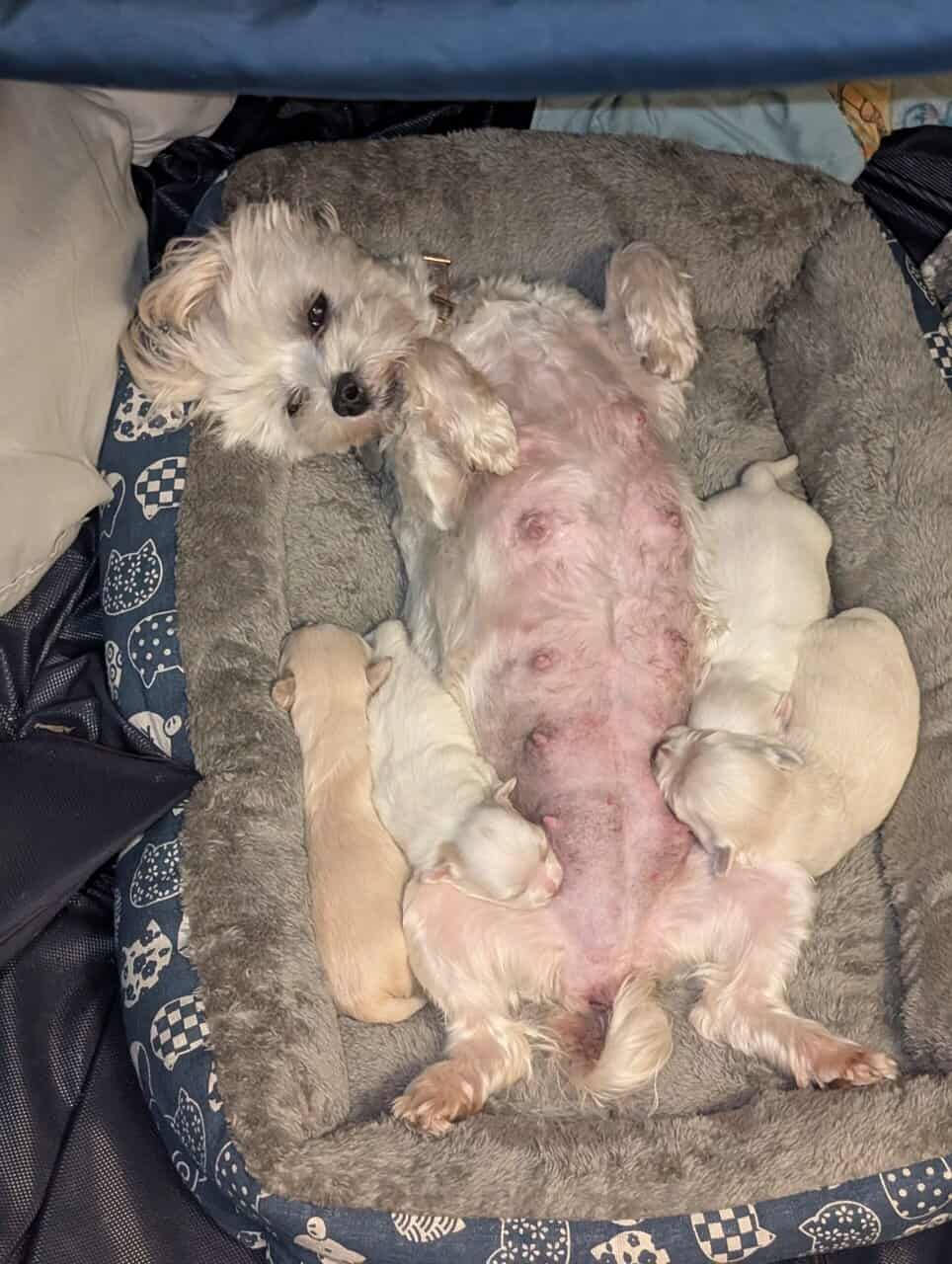 Teddy Bear Puppies image 2