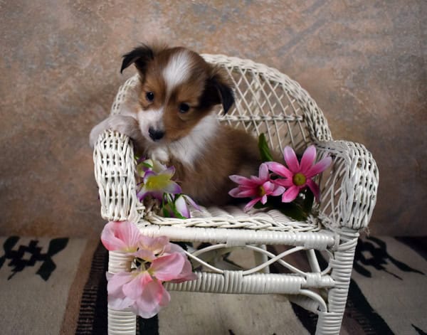 Adorable Small AKC male image 2
