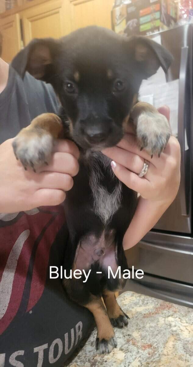Belgian Malnois/Australian Cattle Dog Hybrid image 6